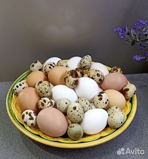 Продаю перепелиные яйца и птицу