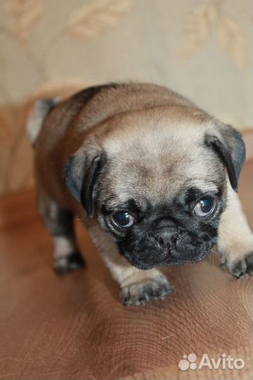 Щенок мопса