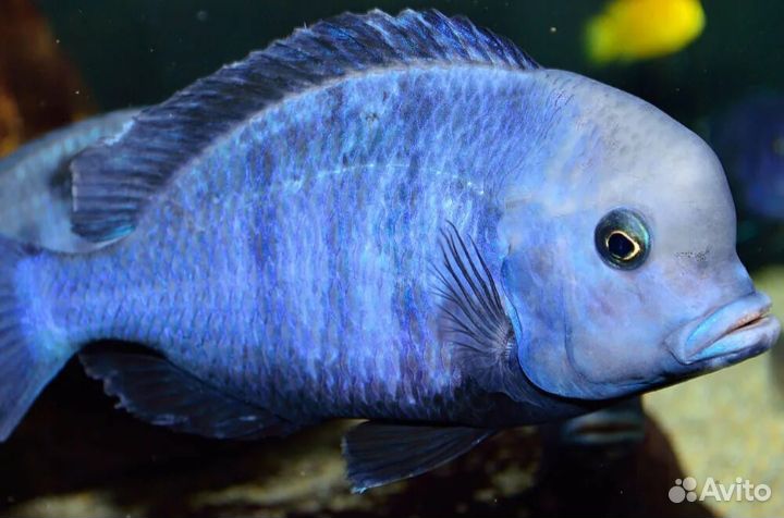 Цихлида дельфин