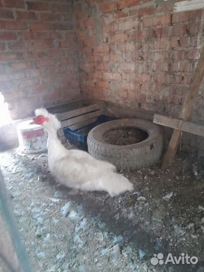 Индоутки домашние