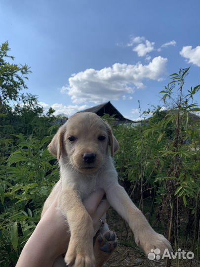 Щенки лабрадора бесплатно