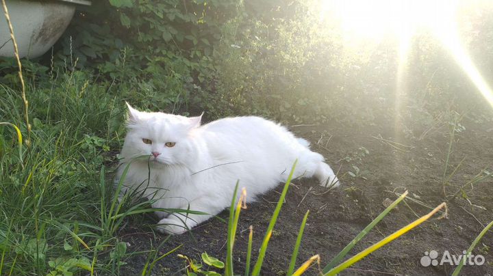 Сибирский кот