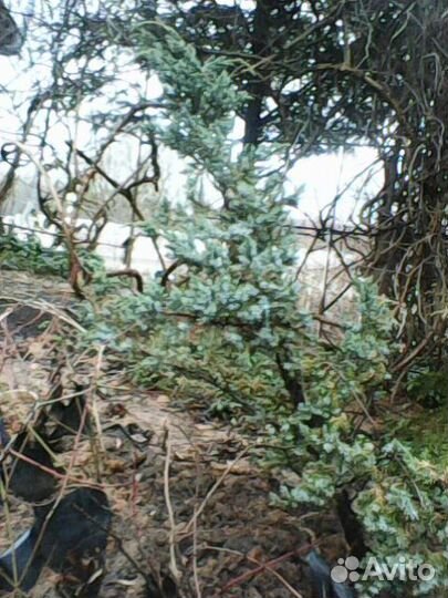 Саженцы разные и розы корнесобственые