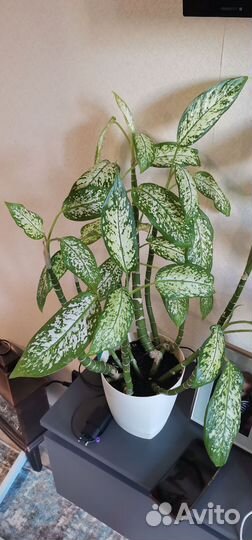 Диффенбахия