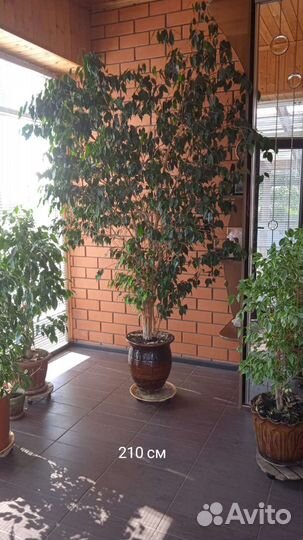 Фикусы, драцена