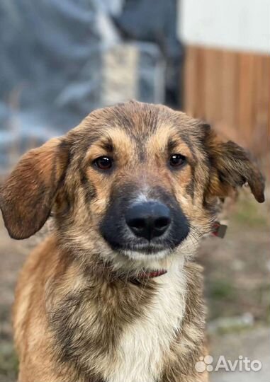 Собаки бесплатно в добрые руки
