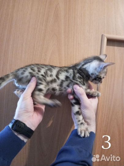 Бенгальские котята