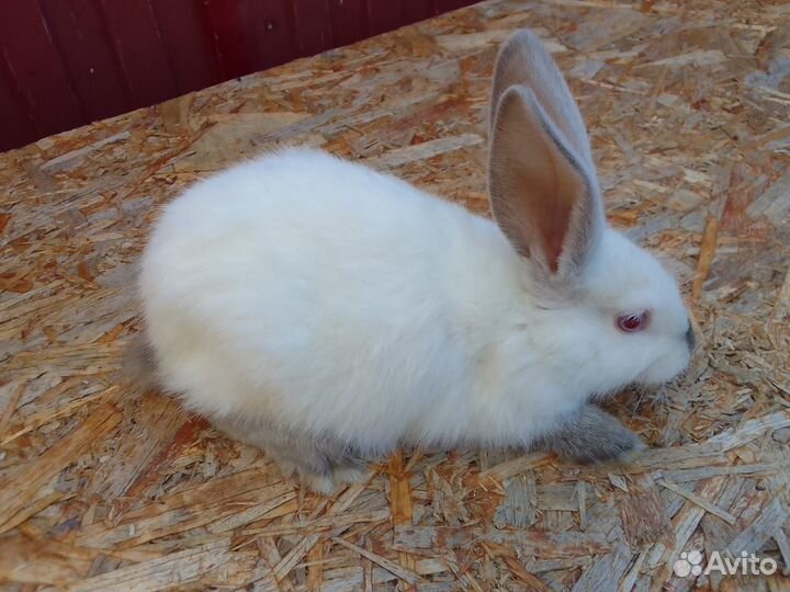 Кролики 2 месяца