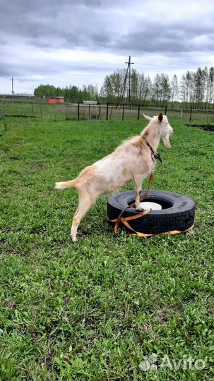 Козел на вязку