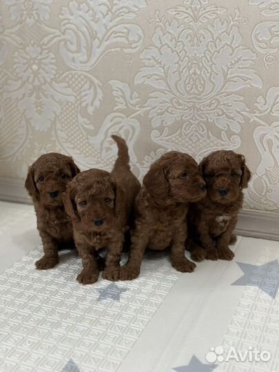 Той-пудель ред браун