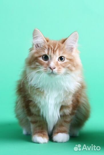 Курильский бобтейл котенок