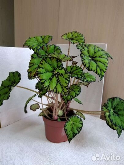 Бегония тигровая декоративнолиственная