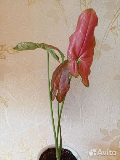 Сингониум Ор Нак