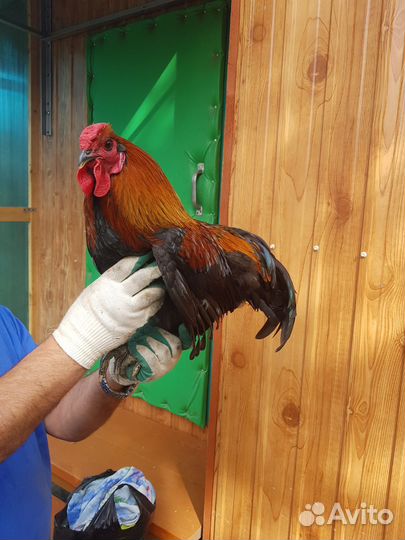 Куры петухи