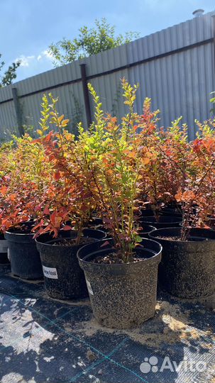 Барбарис тунберга