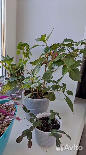 Бальзамин махровый