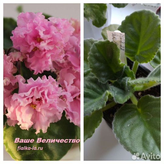 Фикус бенджамина