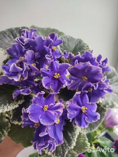 Фиалки сортовые