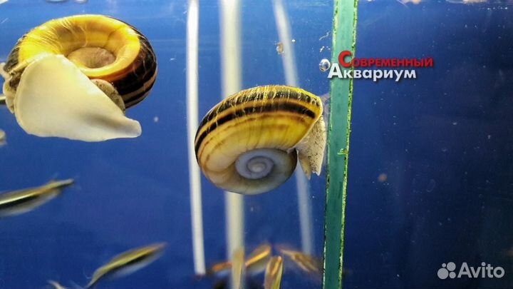 Улитки аквариумные