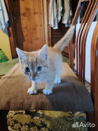 Отдам котенка в добрые руки
