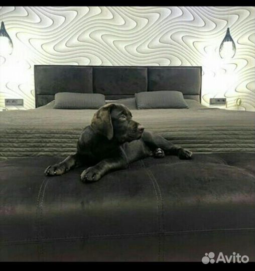 Лабрадоры девочки палевые