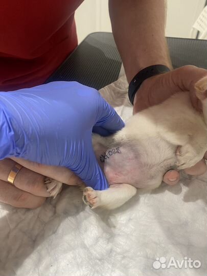 Клеймение собак и щенков