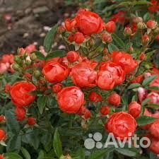 Розы в ассортименте