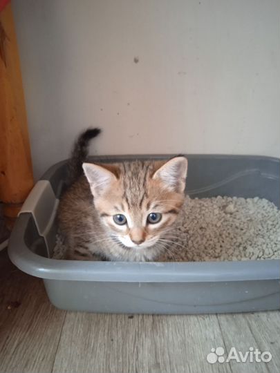 Котятки шотландские