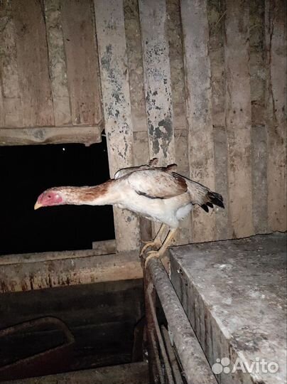 Бойцовые куры