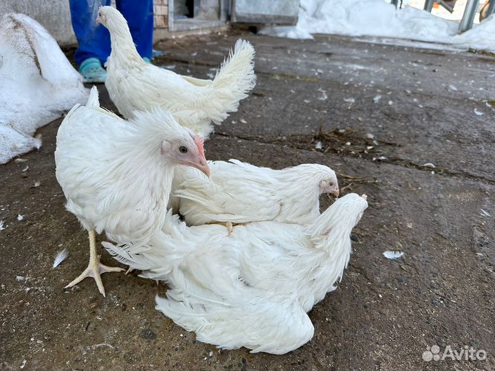 Куры молодки несушки доминант,легорн,родонит