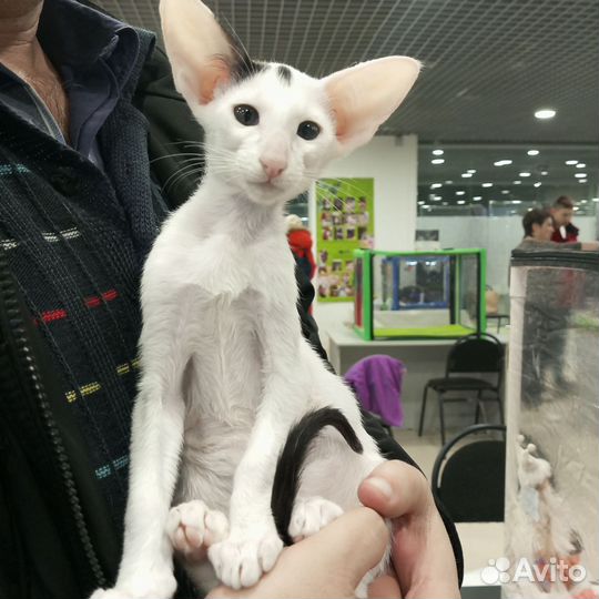 Ориентальные котята