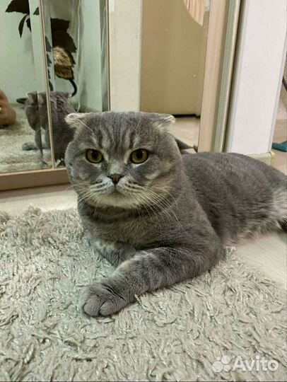 Кот Вязка
