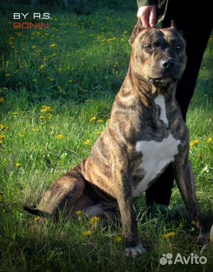 Щенки питбультерьера