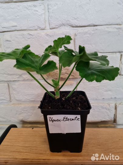 Пеларгония Ириол-Eternite герань сортовая