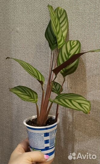 Ктенанта оппенгейма