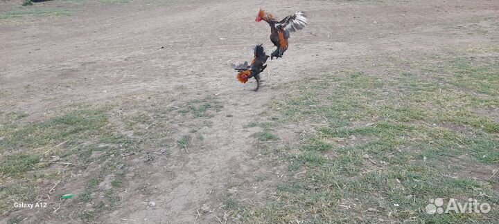 Цыплята и петушки бойцовского бойцовской породы