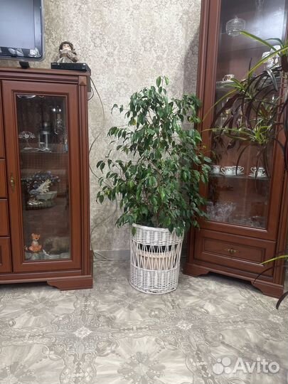 Бенджамино