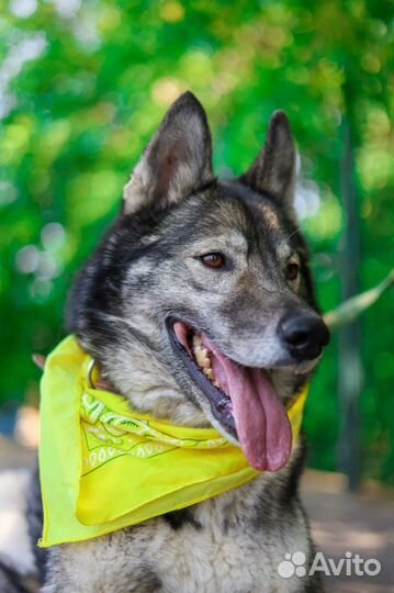 Гром метис лайки, спасите его из клетки