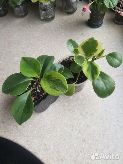 Комнатные растения 1