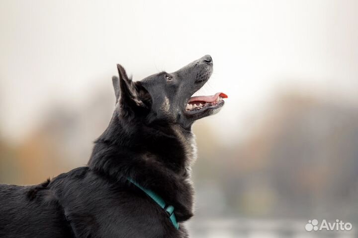 Собака в добрые руки