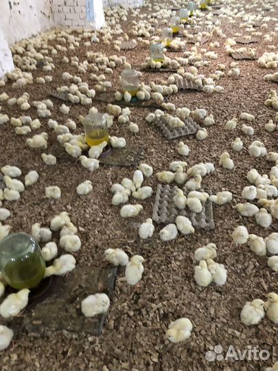 Цыплята Ломан-Браун