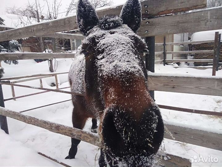 Верховая езда. Лошадь в аренду,прокат,фотосессии