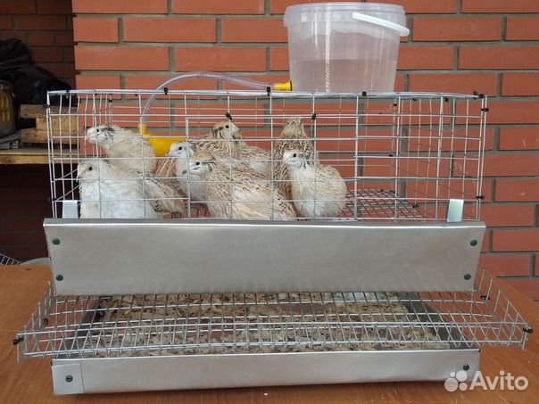 Клетки для кур, перепелов и др