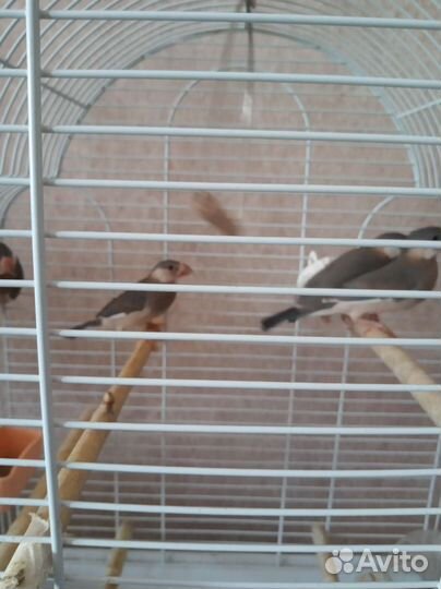 Рисовая амадина