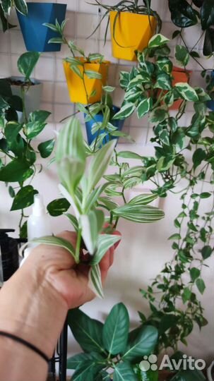 Комнатные растения цветы