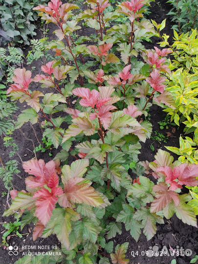 Садоводство