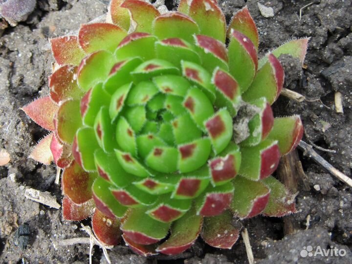 Продам каменную розу и др. почвопокровники