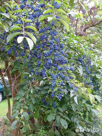 Симплокос метельчатый и китайский, семена