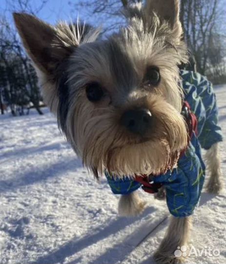 Передержка животных на время отпуска