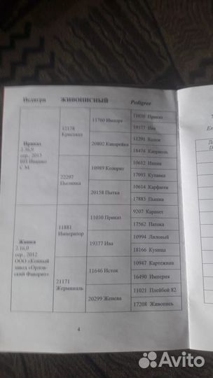 Жеребец орловский рысак